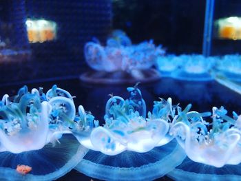 Close-up of jellyfish swimming in aquarium