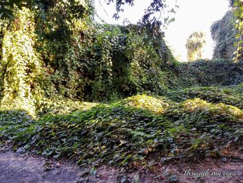 View of footpath in forest