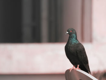 Close-up of bird perching on railing