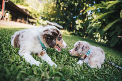 Dog lying on grass