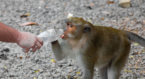 Close-up of hand holding lizard