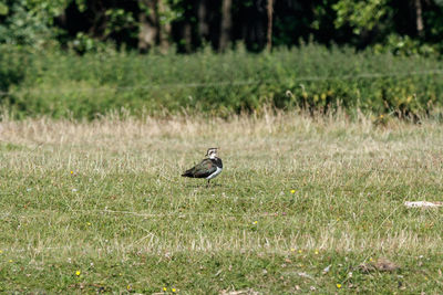 Bird perching on a field