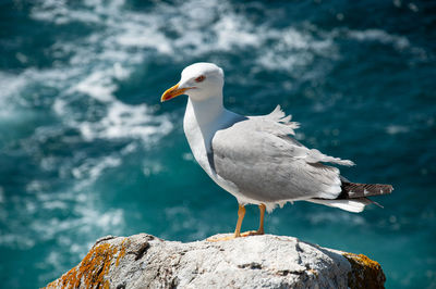 Seagull perching on rock