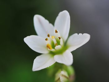 Close-up of white flower