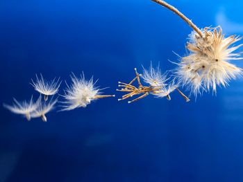 Close-up of dandelion against blue sky