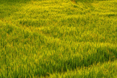 Rice farm in thailand