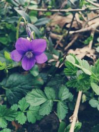 Close-up of purple flowers blooming outdoors