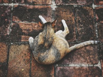 Close-up of a cat lying on wall