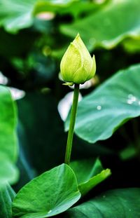 Close-up of lotus water lily
