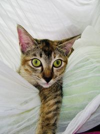 Close-up portrait of a cat