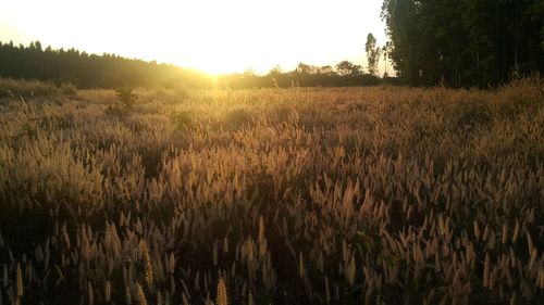 Scenic view of field against sky during sunset