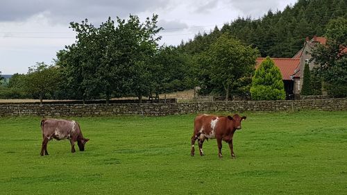 Horses grazing on field against sky