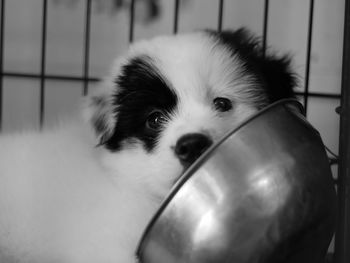 Close-up portrait of dog