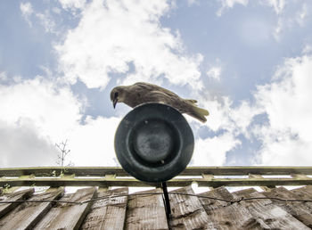 Low angle view of bird perching on roof against sky