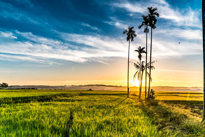 Scenic view of field against sky during sunset