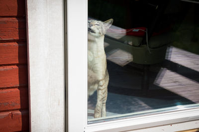 Close-up of cat