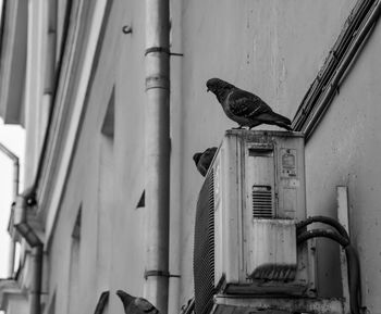 Side view of pigeon perching on wall