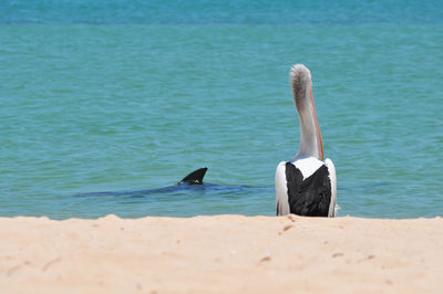 View of a bird in calm blue water