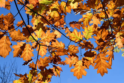 Low angle view of maple tree against blue sky