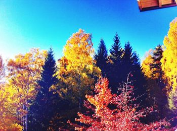 Low angle view of trees against blue sky