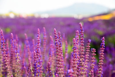 Close-up of purple flowers 