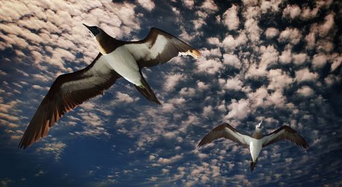 Low angle view of seagulls flying in sky