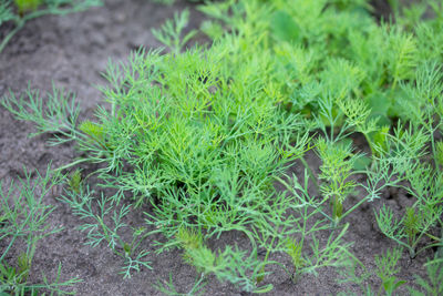 High angle view of fresh green plants on field