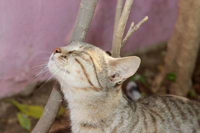 Close-up of a cat looking away