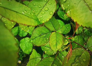 Rain drops on green leaves. close up rose leaf with dew droplets