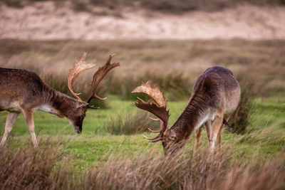 Deer standing on field