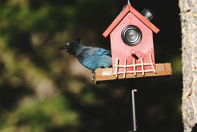 Close-up of bird perching on wooden post