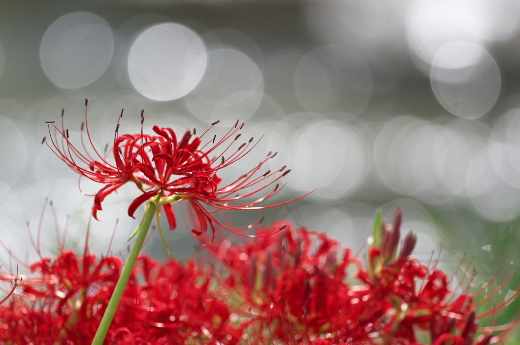 CLOSE-UP OF RED FLOWERS