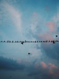 Low angle view of birds against sky