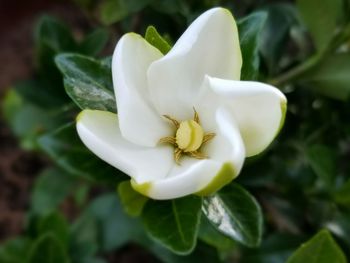 Close-up of white flowers