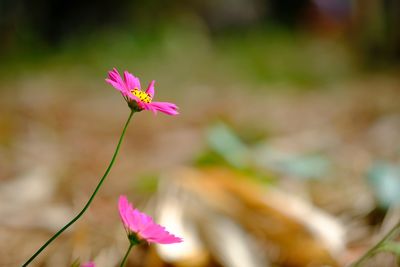 Close-up of pink flowering plant