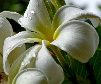 Close-up of water drops on flower