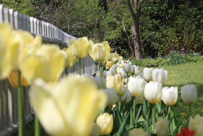 Close-up of yellow flowers blooming in field