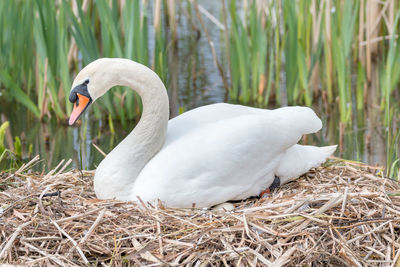 Close-up of swan in lake