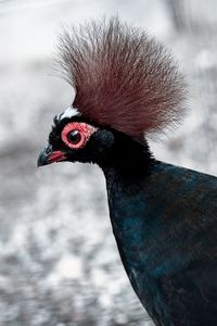 Close-up of a bird looking away