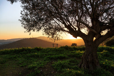 Tree on field against sky during sunset