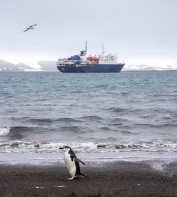 Expedition vessel in antarctic bay with chinstrap penguin in the foreground