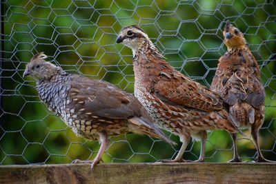 Close-up of birds perching