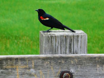 Close-up of bird perching on wood