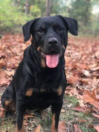 Close-up portrait of black dog on field