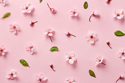 Full frame shot of cherry blossoms and leaves on pink background