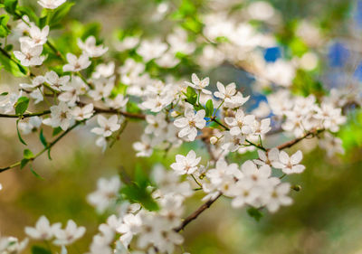 Close-up of white cherry blossom tree