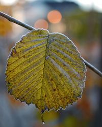 Close-up of water drops on leaf during autumn