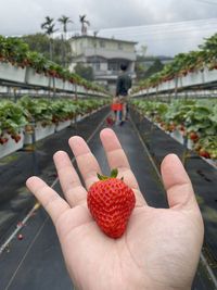 Cropped image of person holding strawberries