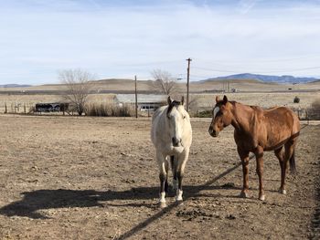 Horses in the field