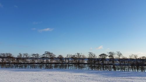 Trees on snow covered field against sky